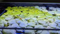  Lentille d'eau (frogbit) - plantes flottantes idéales pour aq