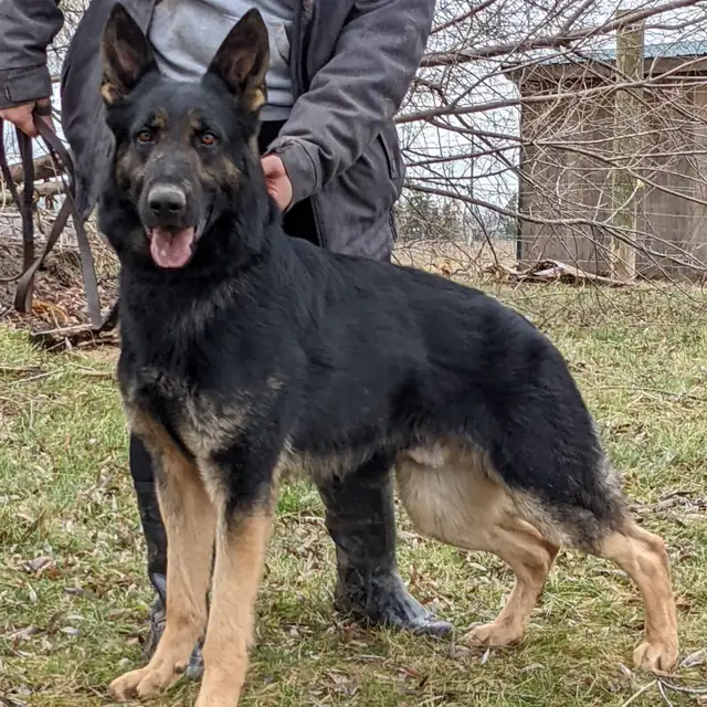 Male German Shepherd [Czech] in Dogs & Puppies for Rehoming in Mississauga / Peel Region - Image 2