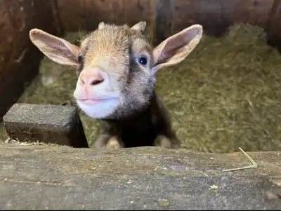 Goat for sale!!, View more