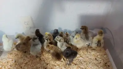 Silkie Chicks!!, View more
