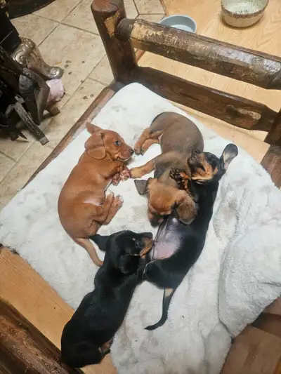 Dachshund Puppies, View more