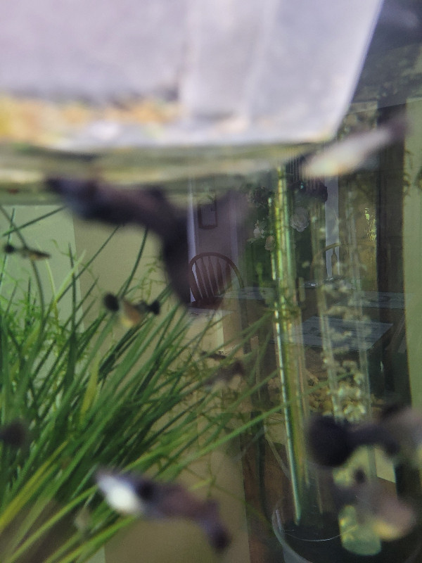 BLACK MOSCOW GUPPIES in Fish for Rehoming in Oshawa / Durham Region - Image 4