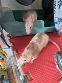 2 rats mâle (frères) de 5 mois à DONNER