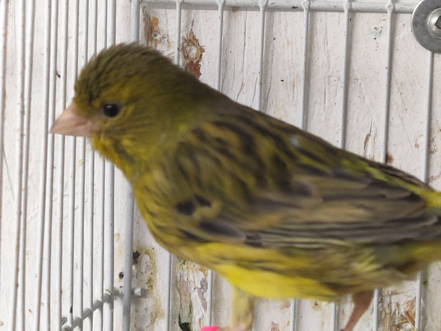 Spanish timbrados canaries in Birds for Rehoming in Calgary - Image 4