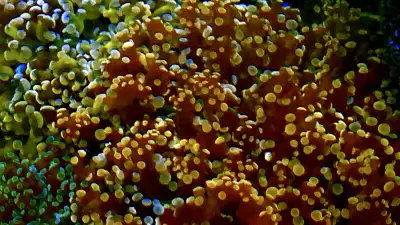 Amazing collection of LPS, Zoas, softies, shrooms, anemones, etc check my new website www.reef4sale....