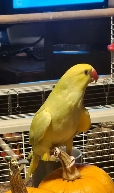 Female Ringneck Parrot, View more