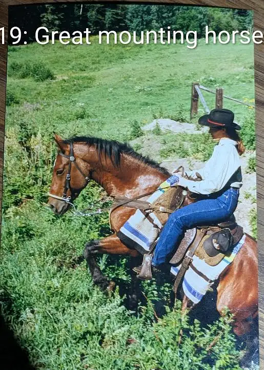 Learning Gentling horses539802913431234563
