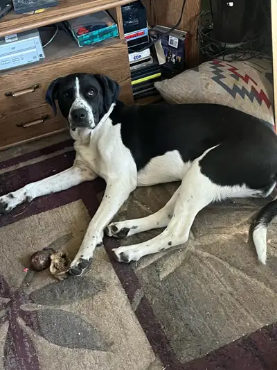 Beautiful Bella needs a home, View more