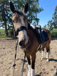 Quality Warmblood Dressage Mare for Lease