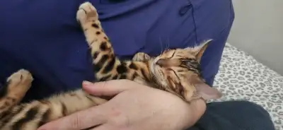 Vaccinated, microchip and dewormed bengal kittens, View more
