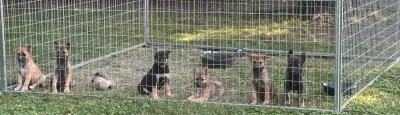 puppies for sale, View more