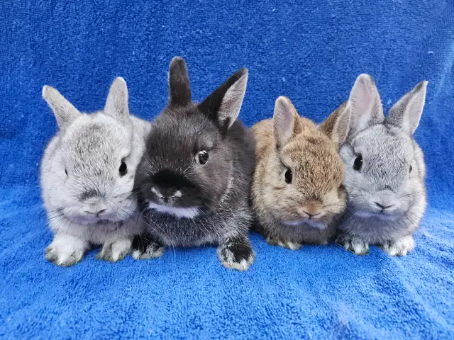 EXTRAODINAIRES bébé lapin nain néerlandais * Netherland dwarf bu in Small Animals for Rehoming in City of Montréal - Image 5
