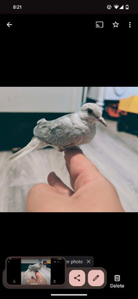Dimond doves