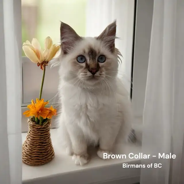 Purebred Birman Kittens
