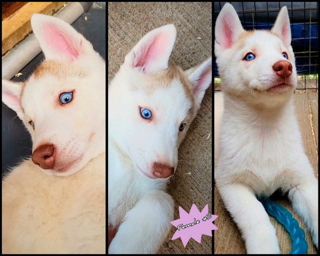 CKC Registered Purebred Siberian Husky Puppies  in Dogs & Puppies for Rehoming in Hamilton