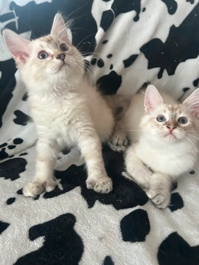 Highland lynx in Cats & Kittens for Rehoming in Québec City - Image 5