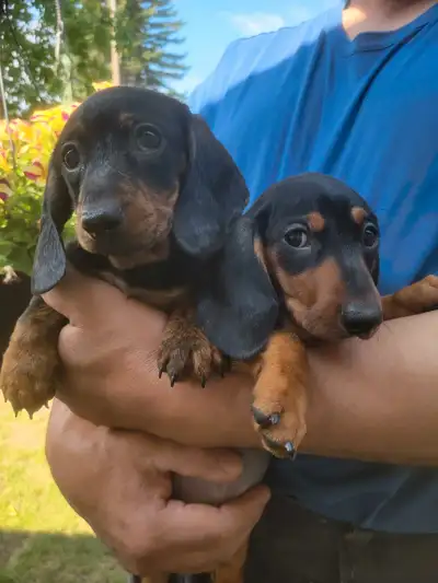 Adorable Dachshund Puppies Ready for Loving The Island Homes!, View more