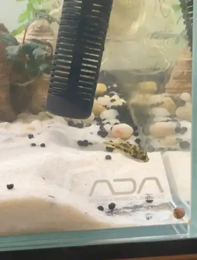 Pea Puffer Fish Looking for a New Home – Healthy & Active!, View more