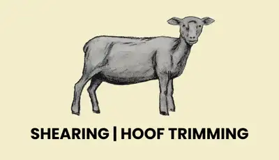 Sheep Shearing & Hoof Trimming, View more