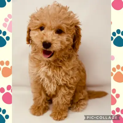 Mini f1bb Goldendoodle Puppies ♡, View more