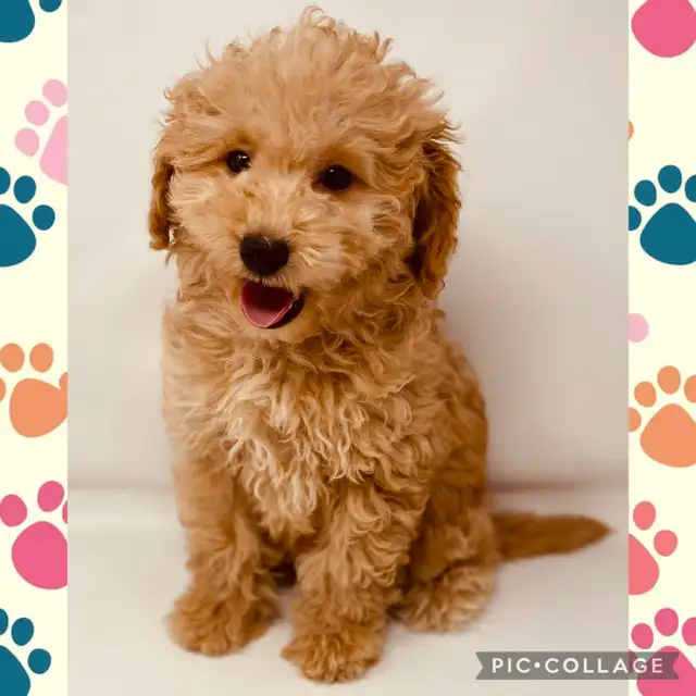Mini f1bb Goldendoodle Puppies ♡ in Dogs & Puppies for Rehoming in Mississauga / Peel Region - Image 2