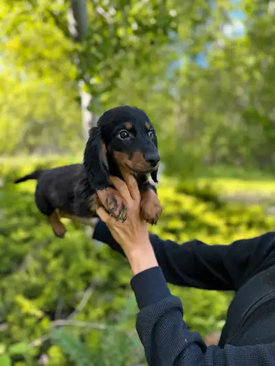 Gorgeous Pure Miniature Dachshund Puppies, View more