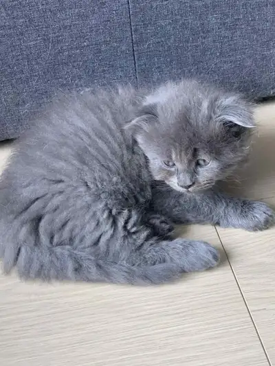 Scottish Fold kittens, View more