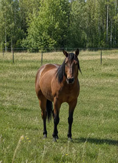 Red Hott Cat 6 panel NN Cowhorse prospect, View more