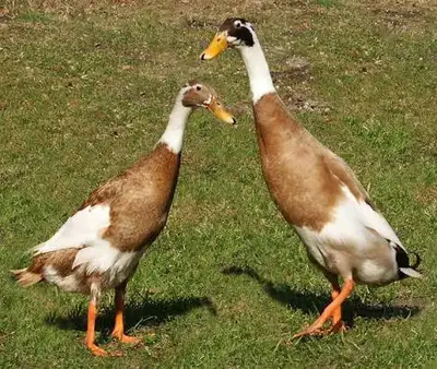 oeufs féconds de canard coureur indien, View more
