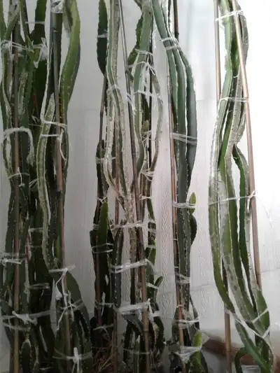DRAGON FRUIT CACTUS- GROW FRUIT AT HOME, View more