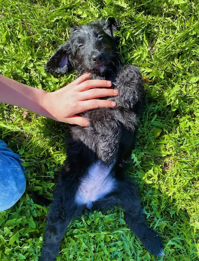 Jet Setter Doodles — Irishdoodle Puppies in Dogs & Puppies for Rehoming in Winnipeg - Image 3