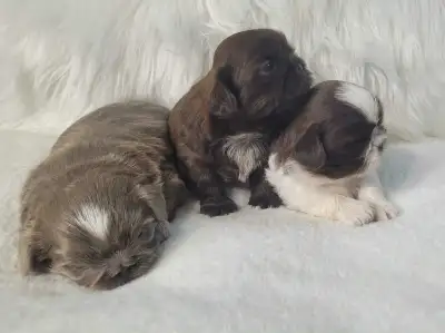 Purebred Shihtzu Puppies ( Ready to go ), View more
