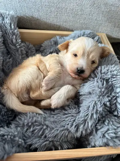 Cotondoodle pups, View more