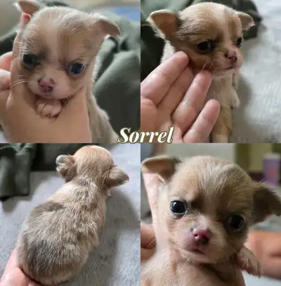LongCoat Tiny Chihuahua puppies, View more