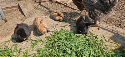 About 4-6 weeks old, eating and drinking on their own. Fairly quiet to be around as my kids are in t...
