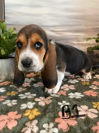 Quality Basset Hound Pups, View more