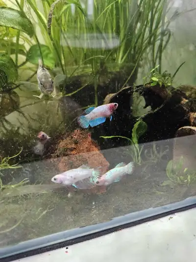 Behold these vibrant, young Bettas (mixed males and females), thriving in a lush, established tank!...