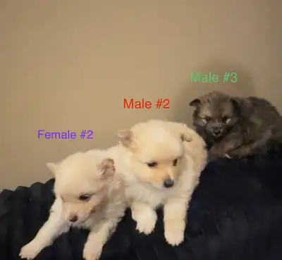 Yorkie Pom Puppies - 2 LEFT, View more