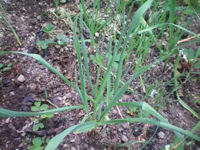 Garlic plants, View more