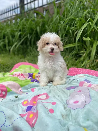 chiot cavapoo miniature, View more