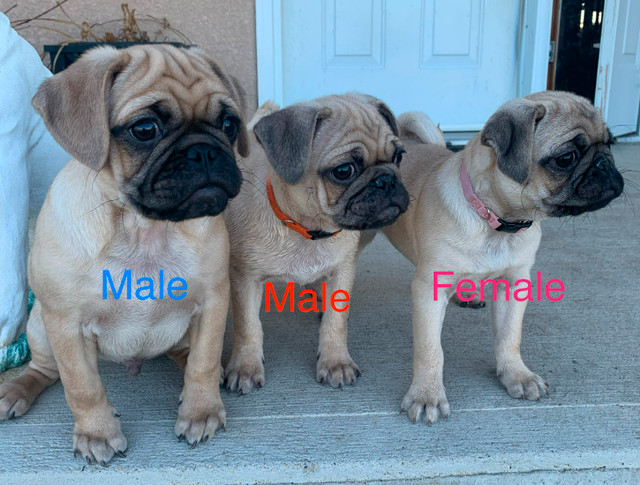 Pug/Puggle Puppies in Dogs & Puppies for Rehoming in Brandon