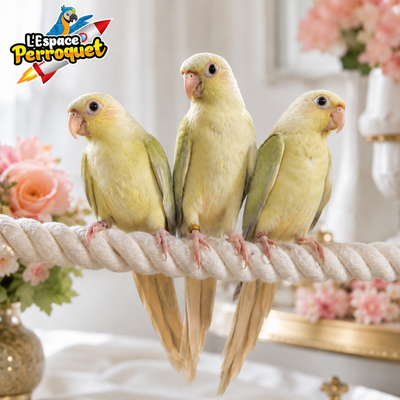 Baby Mooncheek Conures Parrots – Hand-Raised & Very Gentle, View more