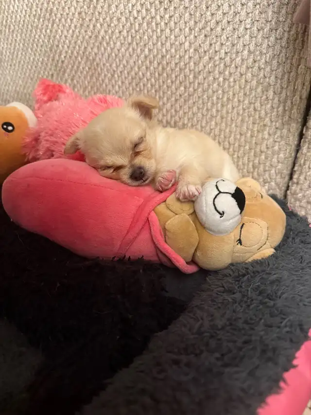 long haired chihuahua puppies in Dogs & Puppies for Rehoming in Markham / York Region - Image 10