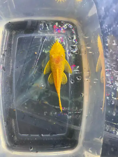 Bristlenose pleco fry, Voir plus