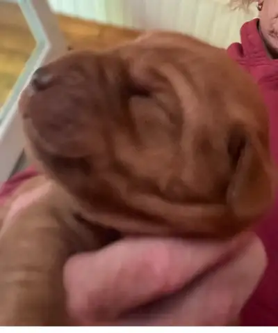Fox Red Labs, View more
