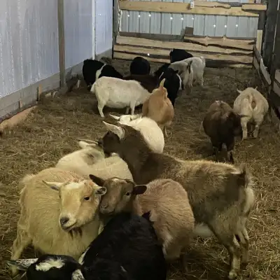 nigerian dwarf waitlist open for males, View more