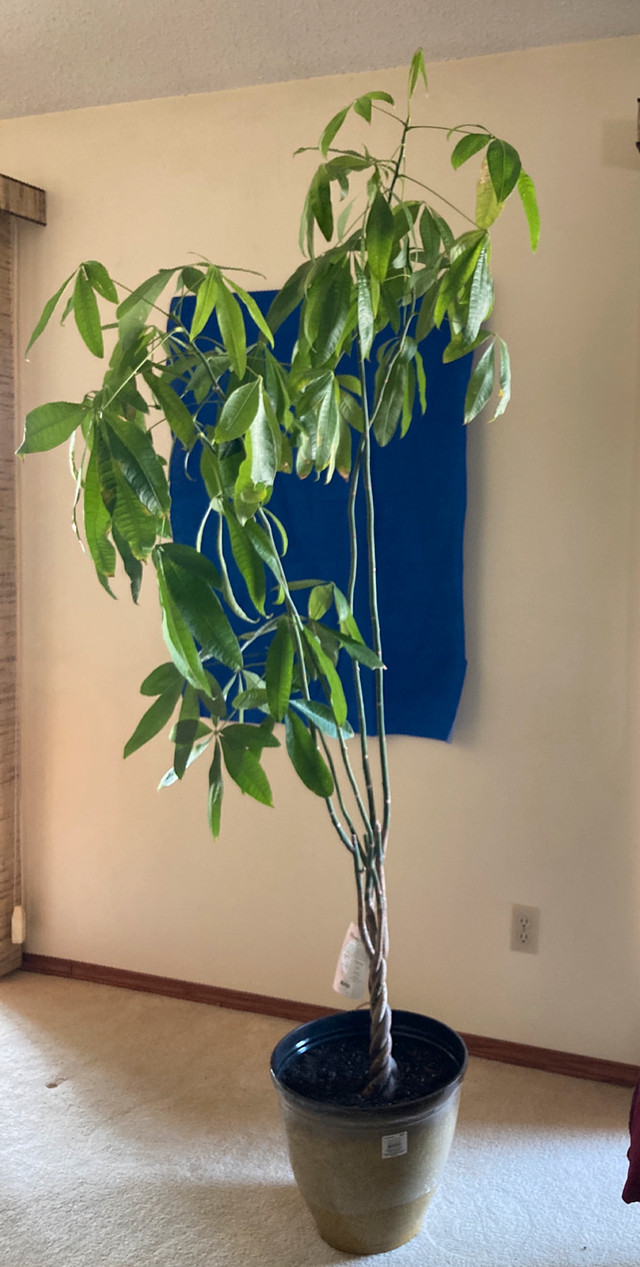 Money trees in Plants, Fertilizer & Soil in Calgary - Image 2