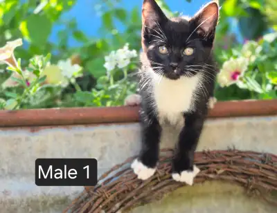 Country kittens, View more