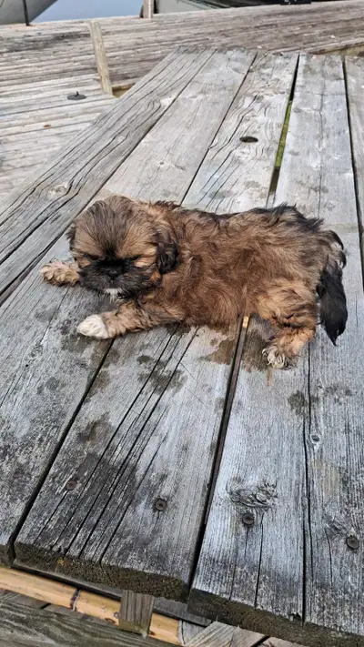 1 male pup $1200 DOB April 9th 2025 Parents are between 10-13lbs. Vaccinated May 23rd. And can move...