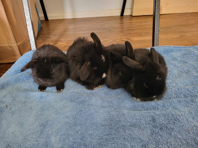 EXTRAORDINARY baby Holland lop & Netherland dwarf bunny rabbits in Small Animals for Rehoming in City of Toronto - Image 3